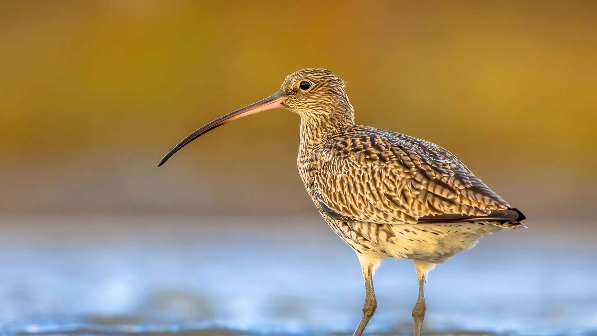 Brecon Beacons Action Curlew Recovery Project. Image of Curlew